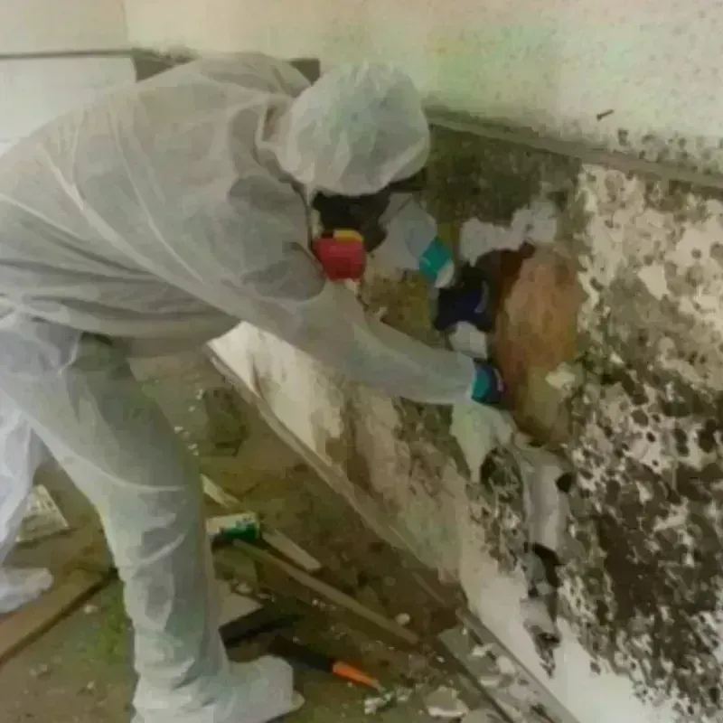 Mold Remediation and Removal in Despard, WV